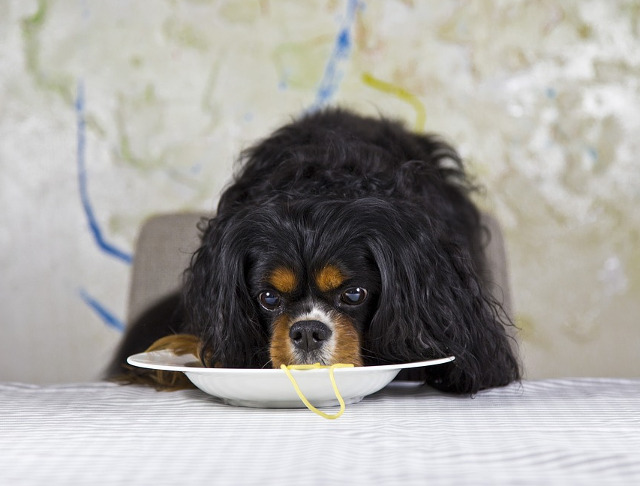 Un caine suparat pe mancare