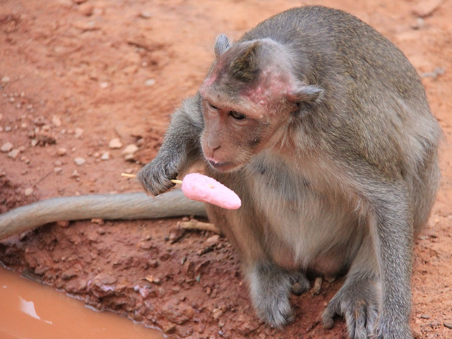 O maimuta savureaza o inghetata