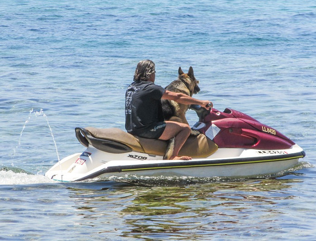 Un caine care iubeste aventura