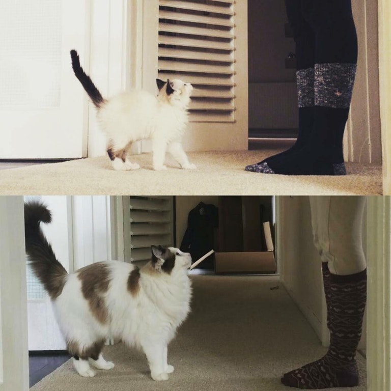 Si pisicile imbatranesc, nu-i asa?