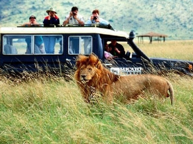 Safari african