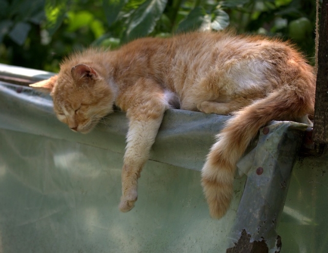 Pe scurt: sunt cele mai simpatice animale