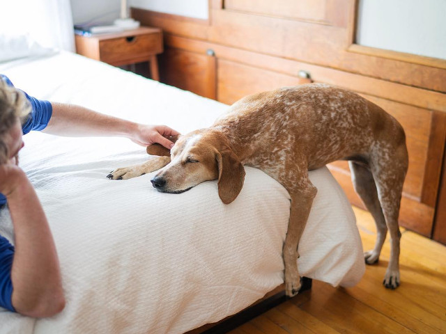 10+ fotografii cu Maddie, catelusa care doarme in cele mai haioase pozitii