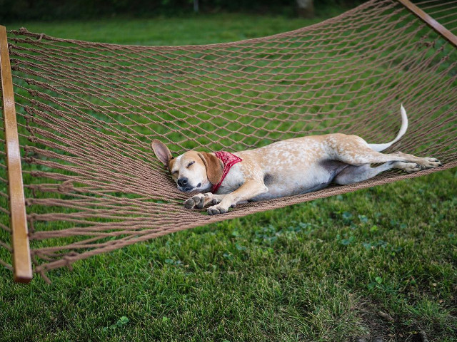 10+ fotografii cu Maddie, catelusa care doarme in cele mai haioase pozitii