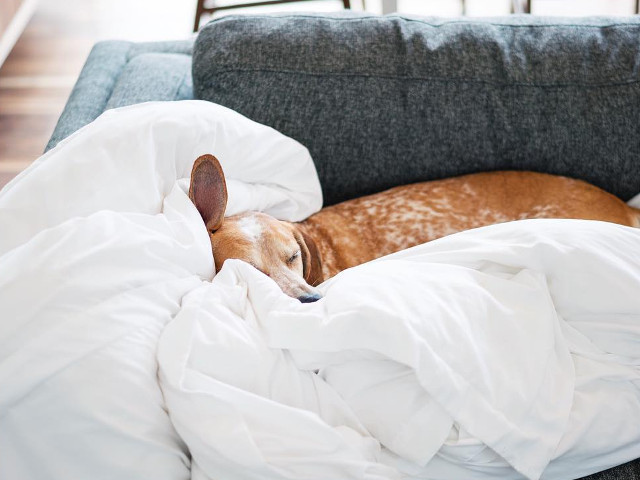 10+ fotografii cu Maddie, catelusa care doarme in cele mai haioase pozitii