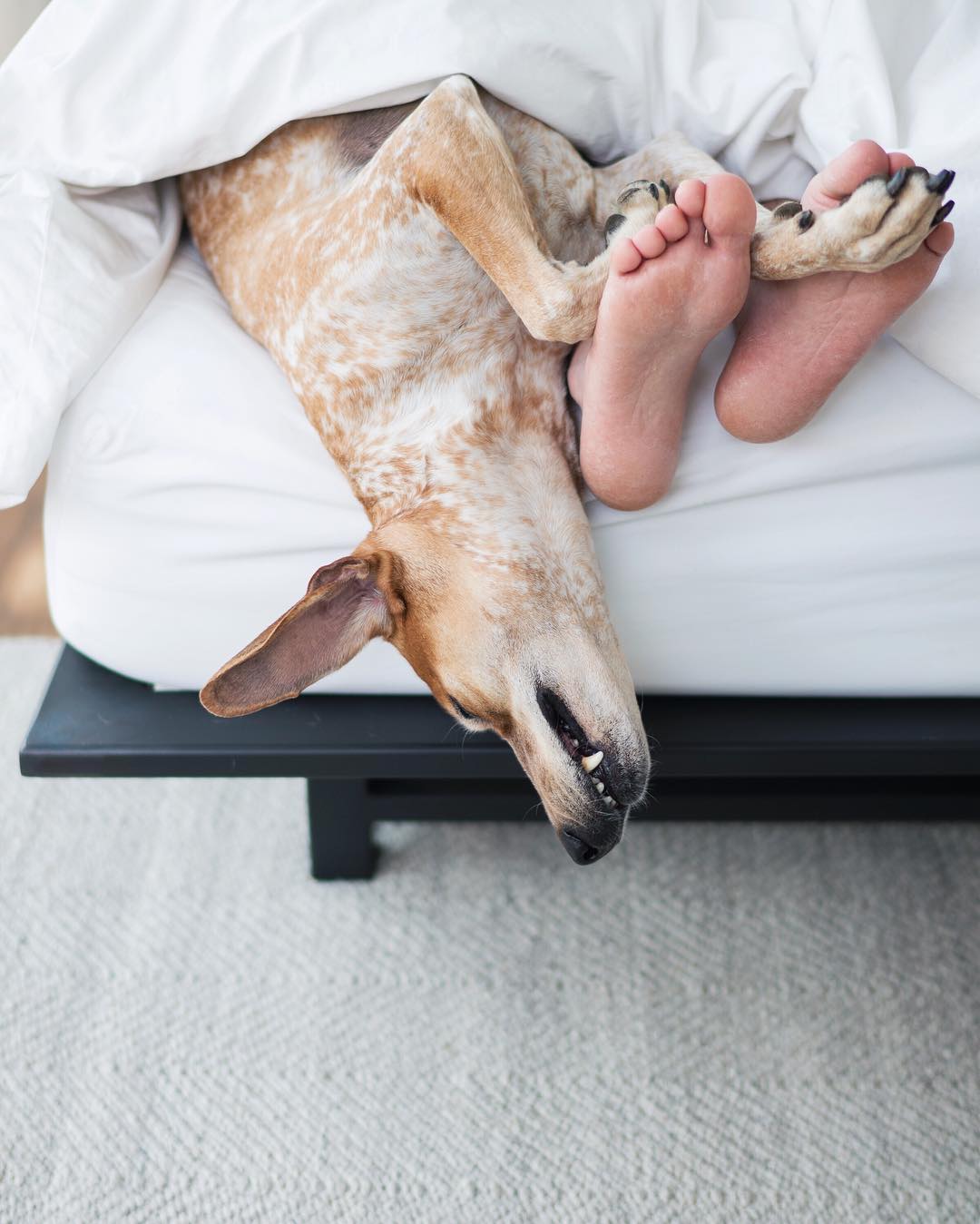 10+ fotografii cu Maddie, catelusa care doarme in cele mai haioase pozitii