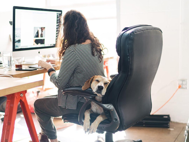 10+ fotografii cu Maddie, catelusa care doarme in cele mai haioase pozitii