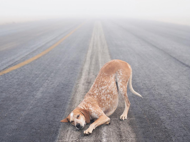 10+ fotografii cu Maddie, catelusa care doarme in cele mai haioase pozitii