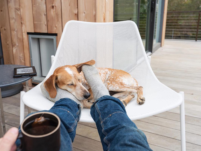 10+ fotografii cu Maddie, catelusa care doarme in cele mai haioase pozitii