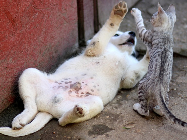 Sunt cei mai jucausi...