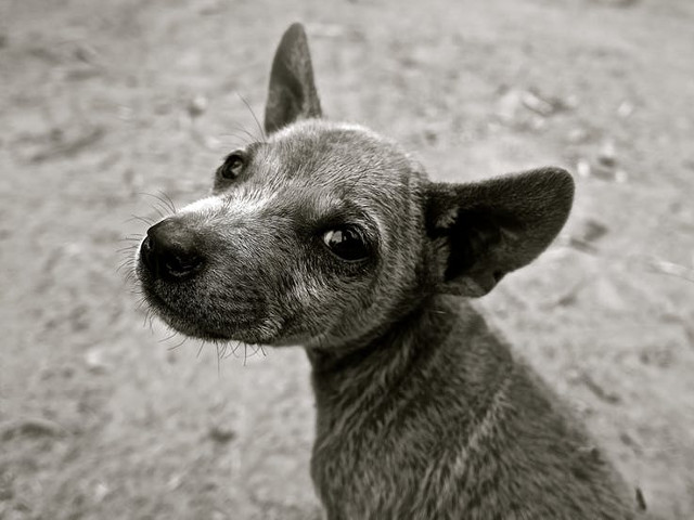 Dovada acordului asociatiei de proprietari/ vecinilor