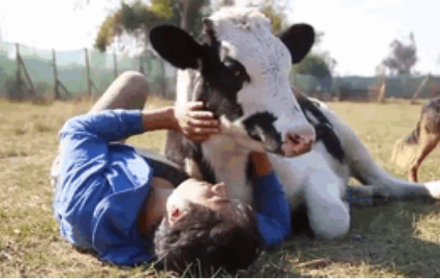 Vacile adora sa fie mangaiate