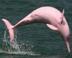 Delfin roz