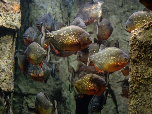 Pesti de toate culorile