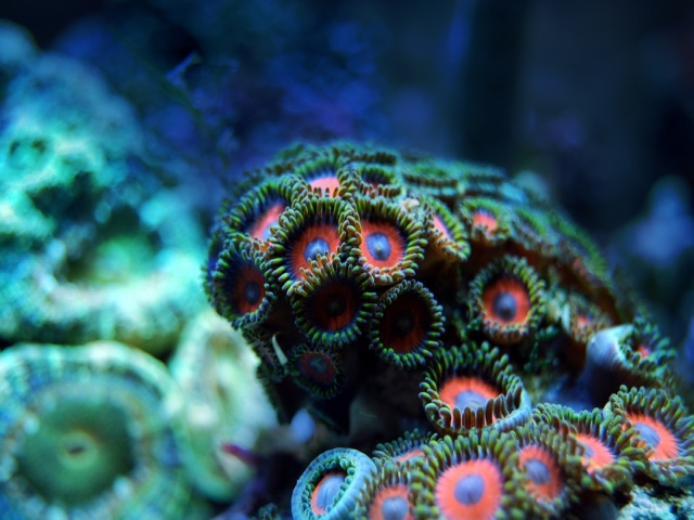 Recife de corali fascinante