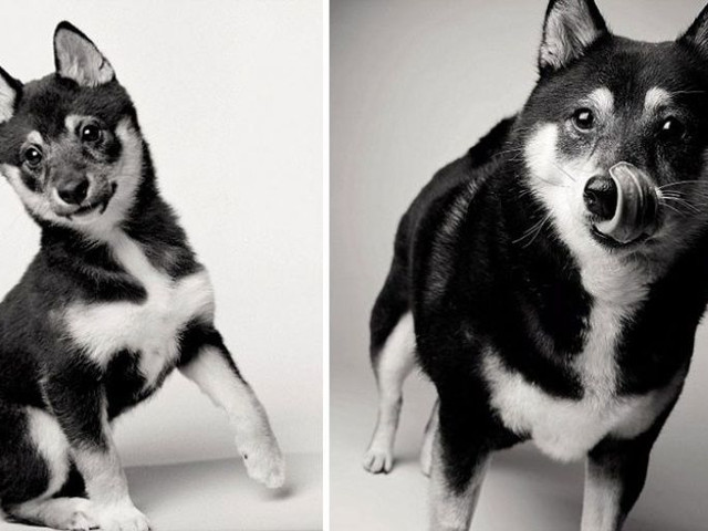 Abigale - la 5 luni si la 8 ani