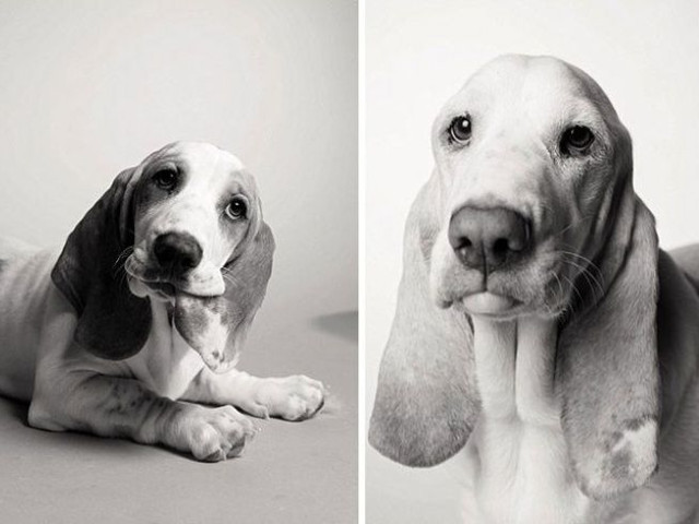 Poppy - la 1 an si 7 ani