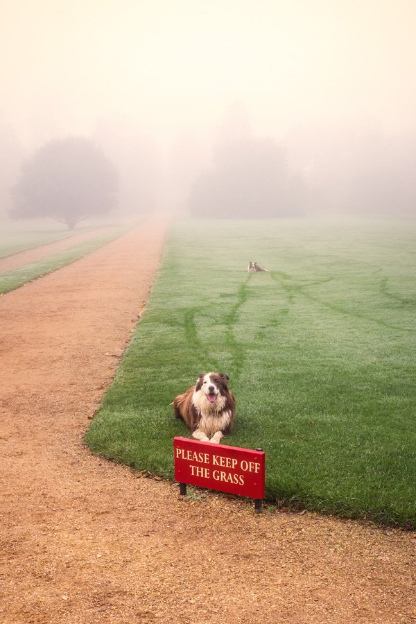 10 animale obraznice care nu dau doi bani pe regulile stapanilor