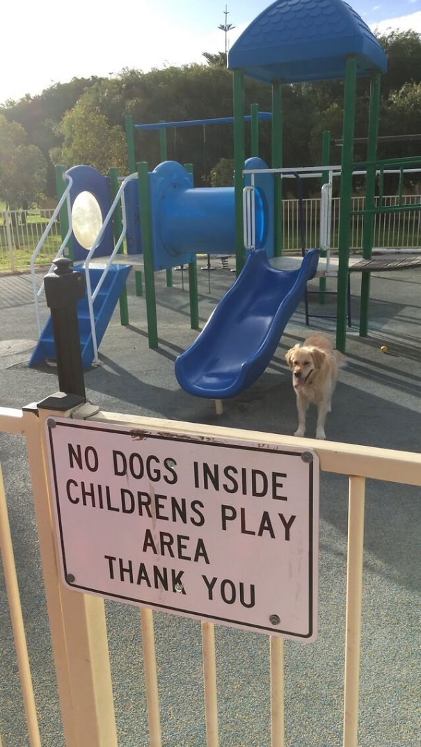 10 animale obraznice care nu dau doi bani pe regulile stapanilor