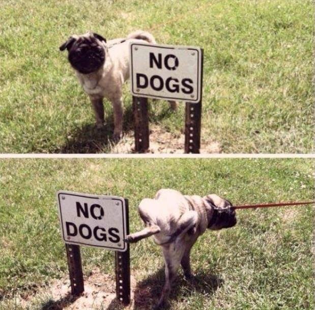 10 animale obraznice care nu dau doi bani pe regulile stapanilor