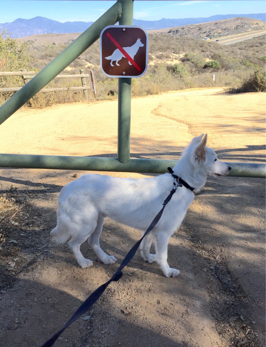 10 animale obraznice care nu dau doi bani pe regulile stapanilor