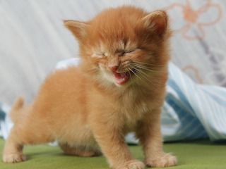 10 citate amuzante despre prostia omeneasca