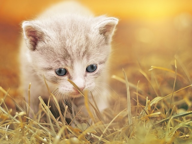 Top 10 fotografii cu pisici care topesc pana si cea mai rece inima