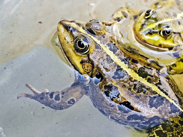 In trecut, rusii obisnuiau sa arunce o broasca intr-o oala cu lapte pentru a-l impiedica sa se strice