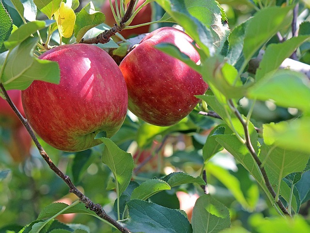 Planteaza pomi fructiferi