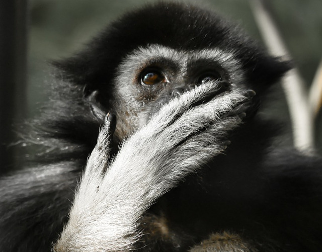 Uimirea se citeste pe chipul acestei maimute