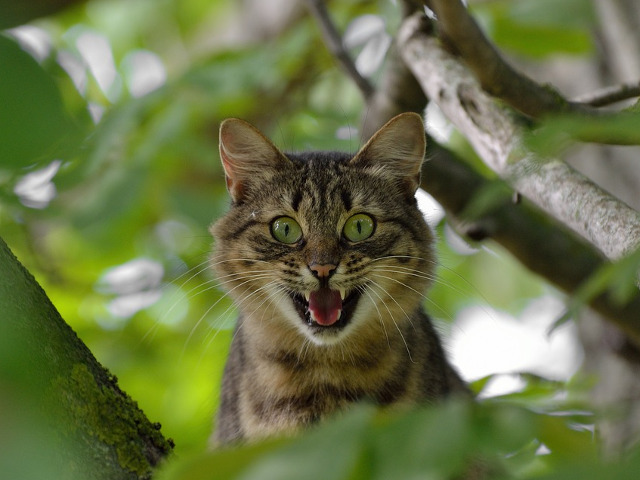 Pisicile devin cateodata agresive atunci cand sunt luate prin surprindere...