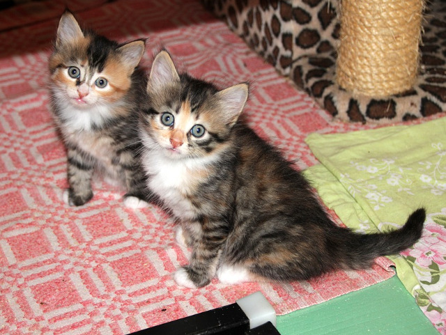 ...sau afiseaza pur si simplu o fata dragalasa!