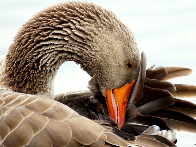 Uimire sau sperietura?