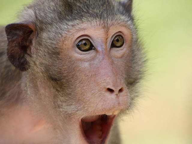 Reactioneaza asemenea oamenilor