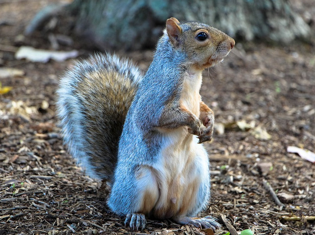 Veveritele, mereu in garda