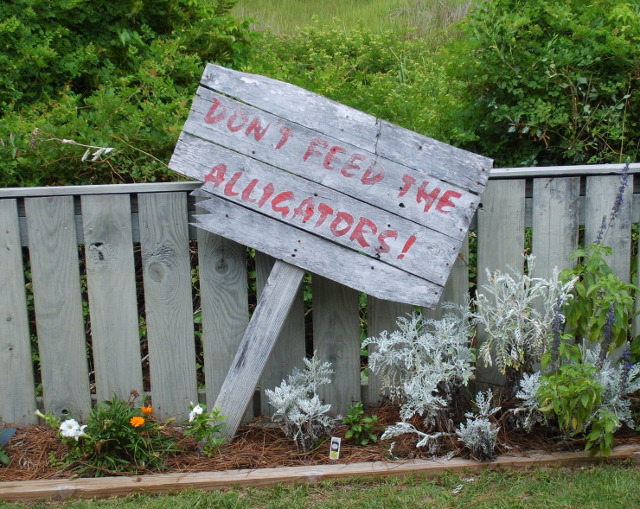 In aceasta curte nu se hranesc aligatori
