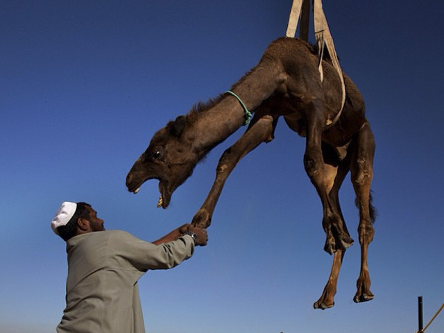 Concurs de frumusete pentru camile in apropiere de Abu Dhabi