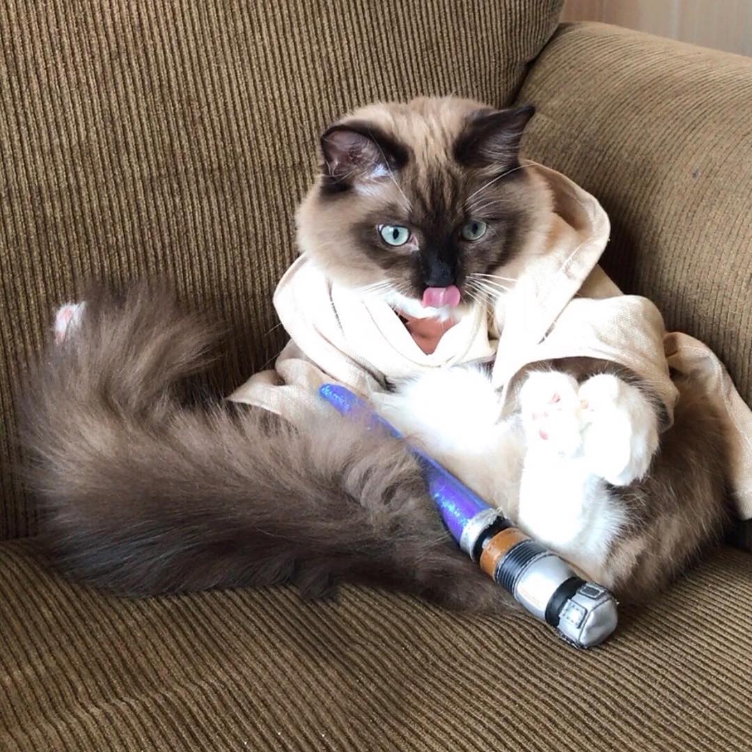 Chewytheragdoll_andfam