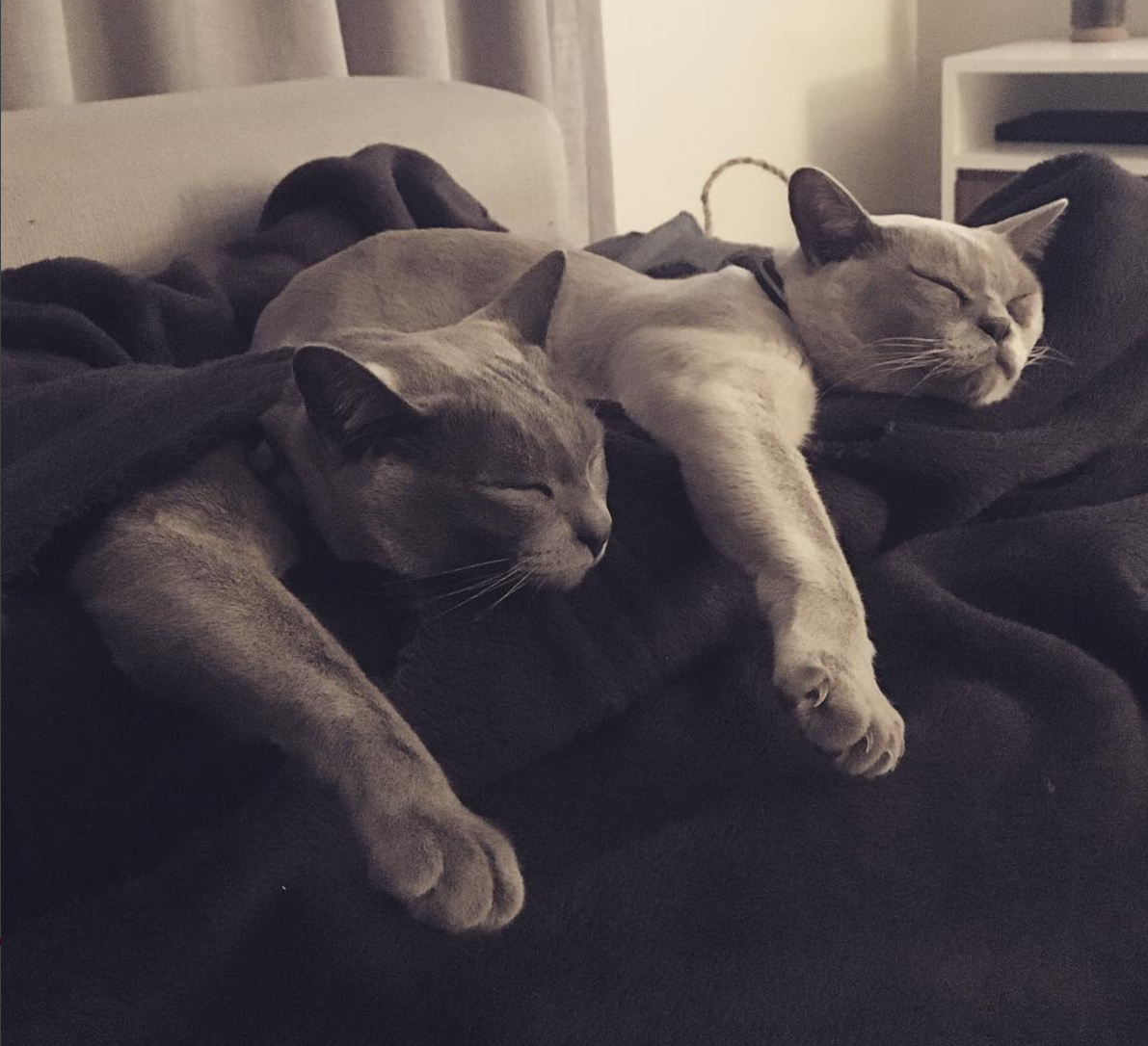 Motanii George si Oscar