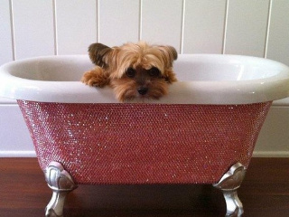 Cada cu diamante pentru catei