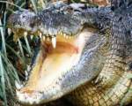 Limba unui crocodil este atasata de cerul gurii, deci este imobila.