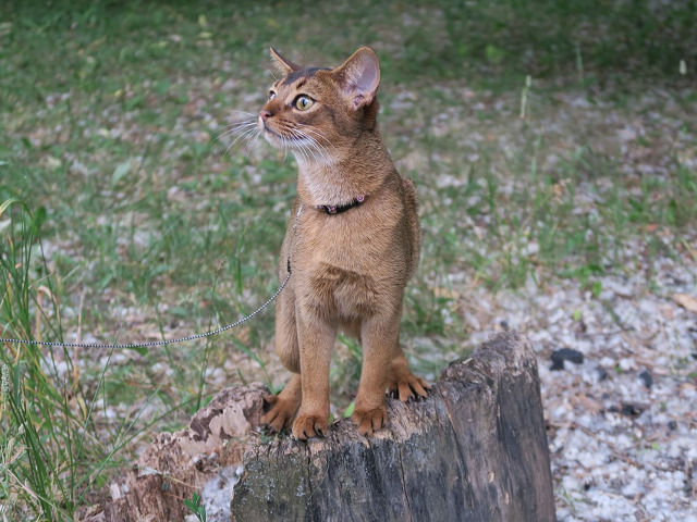 Abyssinian