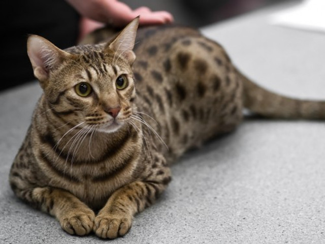 Ocicat