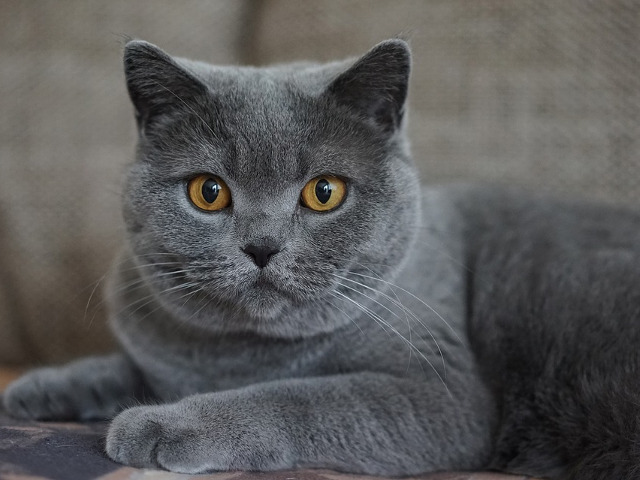Chartreux