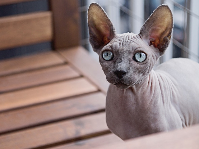 Sphynx
