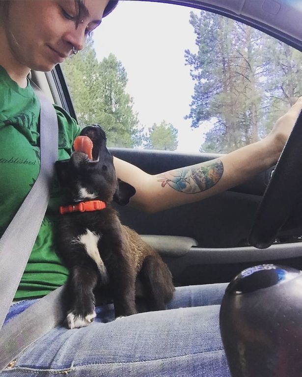 Catelusi care si-au cucerit stapanii instant