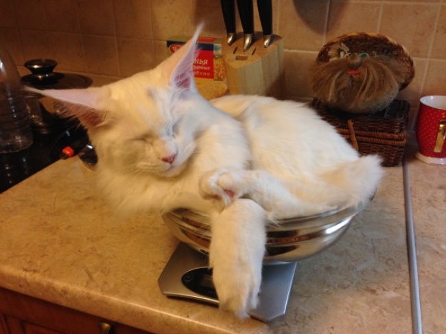 O alta pisica... la castron