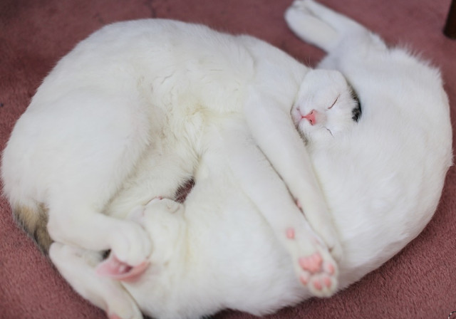 Imposibil sa nu te topesti!