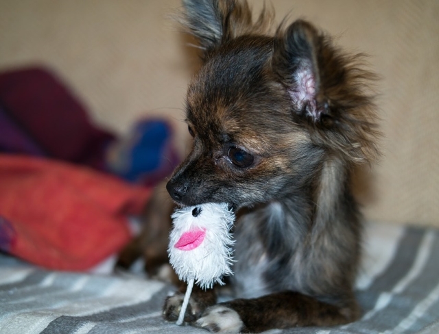 Profita de orice ocazie pentru a se juca