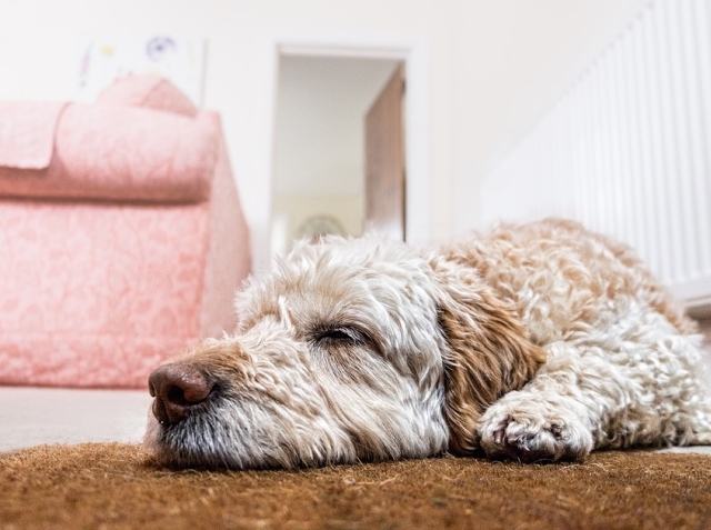 Se odihnesc cand sunt obositi fara sa tina cont de ora